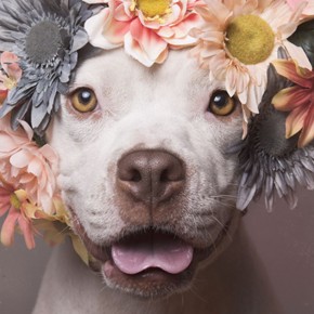 PROOF THAT PITTIES ARE BEAUTIFUL!