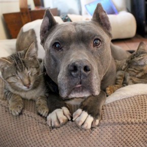 PITTIES 'ADOPT' SOME BLIND CATS!