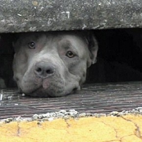 3 PIT BULLS TRAPPED IN FLORIDA SEWER - VIDEO RESCUE