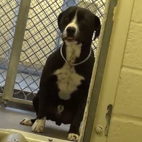 SHY PIT BULL GETS ADOPTED - FLIPS OUT!