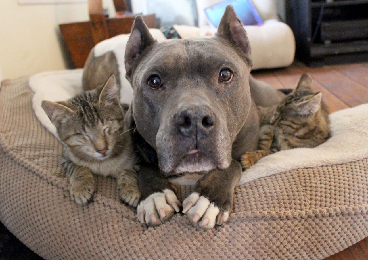 PITTIES ‘ADOPT’ SOME BLIND CATS!