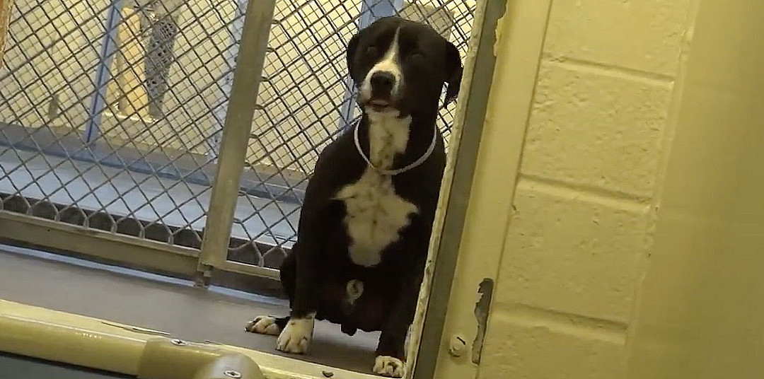 SHY PIT BULL GETS ADOPTED – FLIPS OUT!